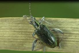 Attēlu rezultāti vaicājumam “Donacia dentata”