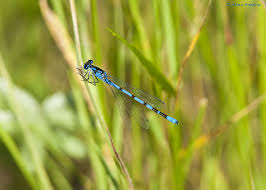 Attēlu rezultāti vaicājumam “Enallagma cyathigerum male”