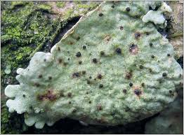 Attēlu rezultāti vaicājumam “Vouauxiomyces santessonii”