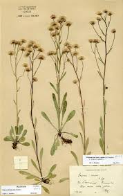 Attēlu rezultāti vaicājumam “Erigeron acris flower”