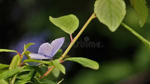 Attēlu rezultāti vaicājumam “Celastrina argiolus male”