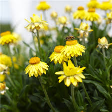 Image result for Strohblume