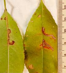 Attēlu rezultāti vaicājumam “Bucculatrix rhamniella”