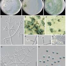 Attēlu rezultāti vaicājumam “Badhamia affinis var. microspora macro”