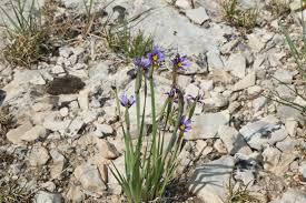 Attēlu rezultāti vaicājumam “Sisyrinchium montanum”