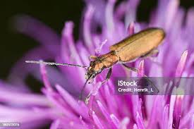 Attēlu rezultāti vaicājumam “Chrysanthia viridissima”
