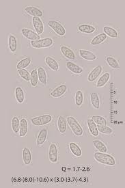 Attēlu rezultāti vaicājumam “Crustoderma dryinum”