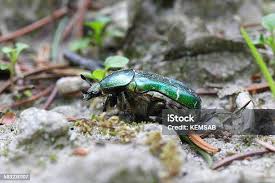 Attēlu rezultāti vaicājumam “Psococerastis gibbosa”