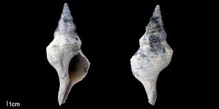 Image result for Triplofusus giganteus