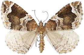 Attēlu rezultāti vaicājumam “Eulithis prunata”