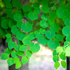 Attēlu rezultāti vaicājumam “Cercidiphyllum japonicum leaf”