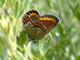 Attēlu rezultāti vaicājumam “Plebejus idas female”