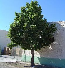 Attēlu rezultāti vaicājumam “Tilia x moltkei”