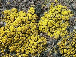 Attēlu rezultāti vaicājumam “Candelariella sp.”