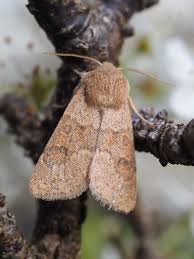 Attēlu rezultāti vaicājumam “Orthosia miniosa”