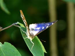 Attēlu rezultāti vaicājumam “Apatura ilia male”