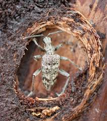 Attēlu rezultāti vaicājumam “Rhagium inquisitor”