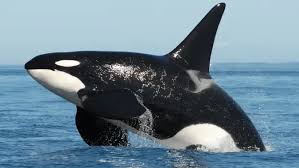 Image result for Orcinus orca