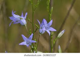 Attēlu rezultāti vaicājumam “Campanula patula flower”