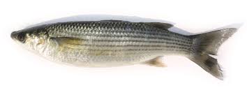 Image result for Chelon labrosus