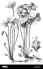 Attēlu rezultāti vaicājumam “Oxalis acetosella fruit”