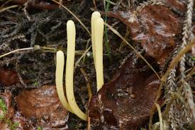 Attēlu rezultāti vaicājumam “Clavaria argillacea”