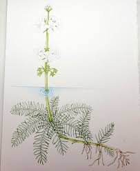 Attēlu rezultāti vaicājumam “Hottonia palustris fruit”