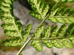 Attēlu rezultāti vaicājumam “Dryopteris dilatata”