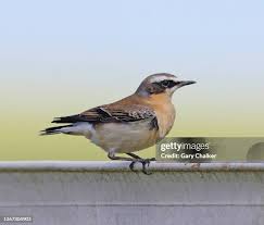 Attēlu rezultāti vaicājumam “Oenanthe oenanthe male”