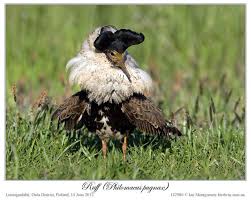 Attēlu rezultāti vaicājumam “Philomachus pugnax”