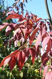 Attēlu rezultāti vaicājumam “Fraxinus”