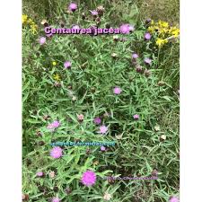 Attēlu rezultāti vaicājumam “Centaurea jacea leaf”