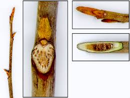 Attēlu rezultāti vaicājumam “Carya cordiformis”