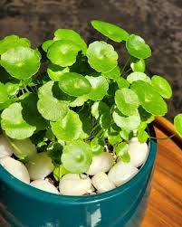 Attēlu rezultāti vaicājumam “Hydrocotyle vulgaris fruit”