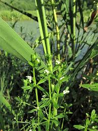 Attēlu rezultāti vaicājumam “Galium trifidum”