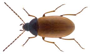 Attēlu rezultāti vaicājumam “Isomira murina”