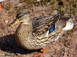 Attēlu rezultāti vaicājumam “Anas platyrhynchos female”