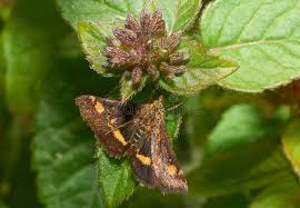 Attēlu rezultāti vaicājumam “Pyrausta aurata”