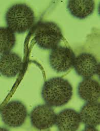 Attēlu rezultāti vaicājumam “Lamproderma puncticulatum macro”