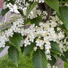 Attēlu rezultāti vaicājumam “Sorbus alnifolia”