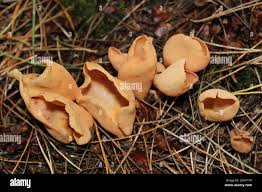 Attēlu rezultāti vaicājumam “Otidea onotica”