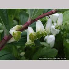Attēlu rezultāti vaicājumam “Polygonatum odoratum flower”