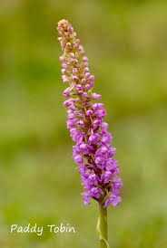 Attēlu rezultāti vaicājumam “Gymnadenia conopsea bud”