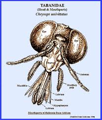 Attēlu rezultāti vaicājumam “Tabanidae”