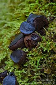 Attēlu rezultāti vaicājumam “Bulgaria inquinans”