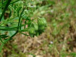 Attēlu rezultāti vaicājumam “Vicia hirsuta fruit”
