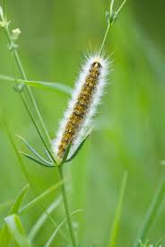 Attēlu rezultāti vaicājumam “Rhyparia purpurata”