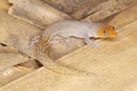 Attēlu rezultāti vaicājumam “Pohlia sphagnicola”