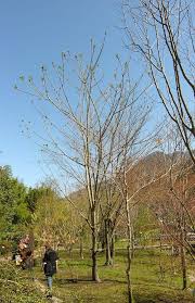 Attēlu rezultāti vaicājumam “Juglans ailanthifolia”