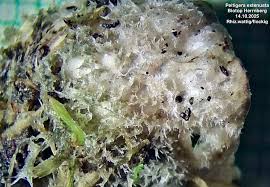 Attēlu rezultāti vaicājumam “Peltigera extenuata”